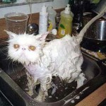 best-pictures-of-wet-cats2